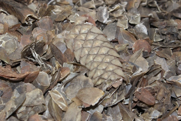 Ph&aacute;t[-]hiện[-]l&ocirc;[-]h&agrave;ng[-]chứa[-]vảy[-]t&ecirc;[-]t&ecirc;[-]ở[-]S&acirc;n[-]bay[-]Nội[-]B&agrave;i,[-]H&agrave;[-]Nội[-]